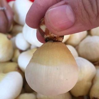 mộng dừa tươi đặc sản ăn vặt