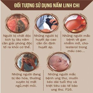 Nấm Linh Chi BÌNH NGỌC Loại nhất