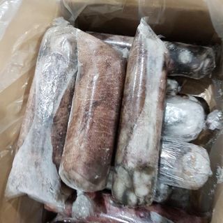 Mực Lá Indo