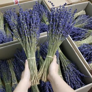 Hoa oải hương - Lavender Pháp