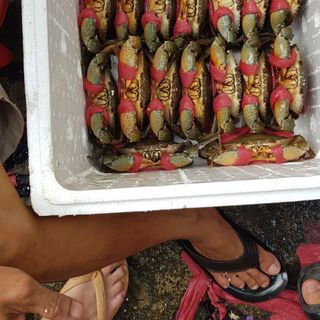Cua Cà Mau