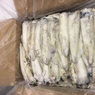 Mực Ống 11 - 13 cm