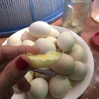 trứng gà ấp dở