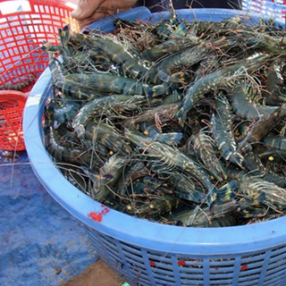 tôm sú tươi