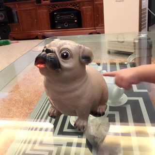 chó bully mặt xệ tiết kiệm tiền