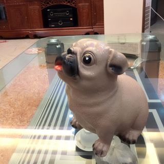 chó bully mặt xệ tiết kiệm tiền