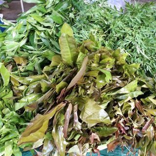 Rau rừng bánh tráng phơi sương muối các loại