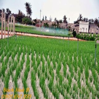 Tỏi chùm phan rang - đặc sản phan rang giá sỉ​ giá bán buôn