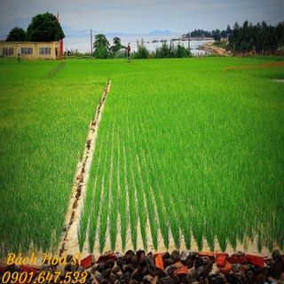 Tỏi chùm phan rang - đặc sản phan rang giá sỉ​ giá bán buôn