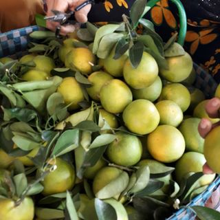 cam xoàn lai vung