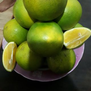 cam xoàn lai vung