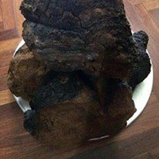 NẤM CHAGA CỦA NGA