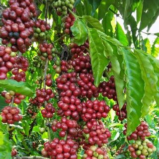 cafe hạt nguyên chất hoàn toàn thiên nhiên