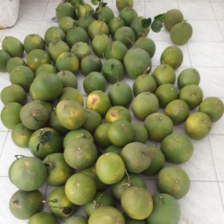 Bưởi da xanh bến tre