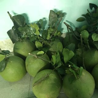 Bưởi da xanh bến tre