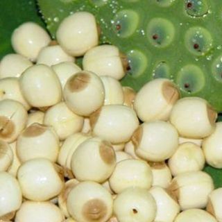 1kg Sen Đồng Tháp