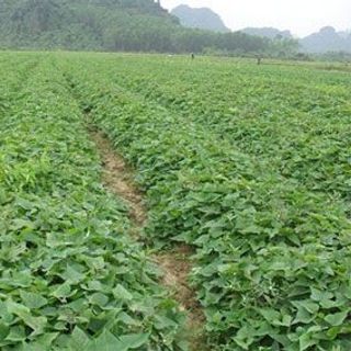 Khoai lang mật Đà Lạt