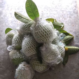 Ổi Bo Ninh Giang