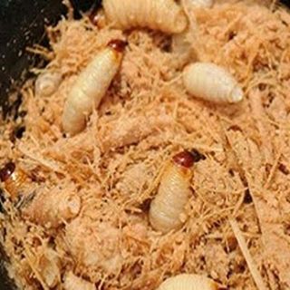 Đuông dừa bến tre