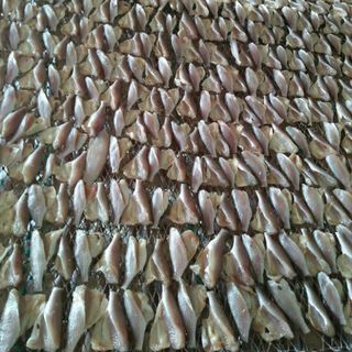 Cá đù baby 1 nắng DFOOD