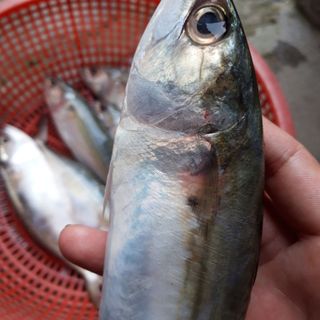Cá bạc má tươi