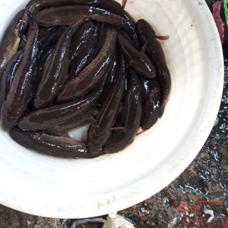 Cá bống bớp
