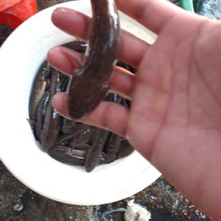 Cá bống bớp