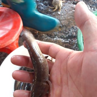 Cá bống bớp