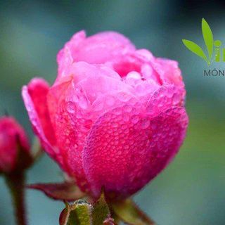 Tinh Dầu Hoa Hồng