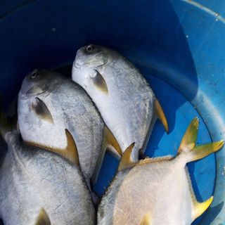 Cá chim biển tươi sống