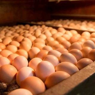 trứng gà ác lộn