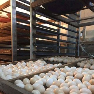 trứng gà ác lộn