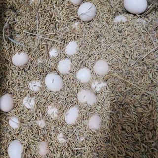 trứng gà ác lộn