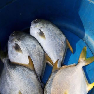 Cá chim biển tươi sống