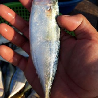 Cá nục chuối tươi sống