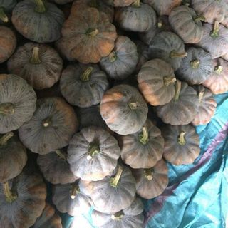 Bí đỏ Tây Ninh