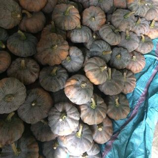 Bí đỏ Tây Ninh