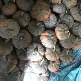 Bí đỏ Tây Ninh