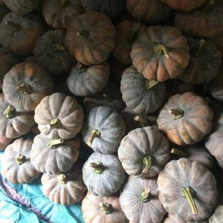 Bí đỏ Tây Ninh