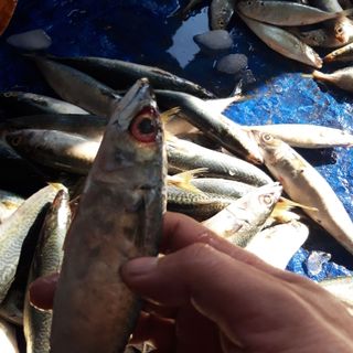 Cá nục chuối tươi sống