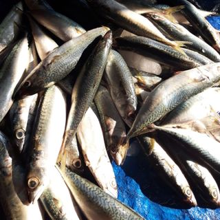 Cá nục chuối tươi sống