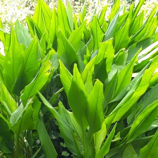 Tinh bột nghệ đỏ 500 gram