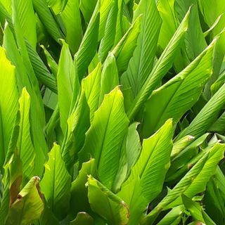 Tinh bột nghệ đỏ 500 gram