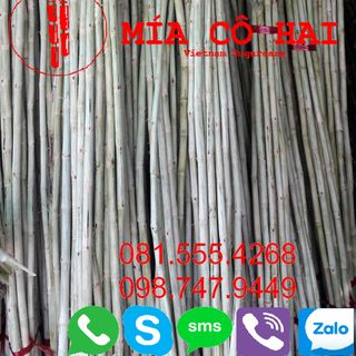 Mía Ép Nước Cần Thơ
