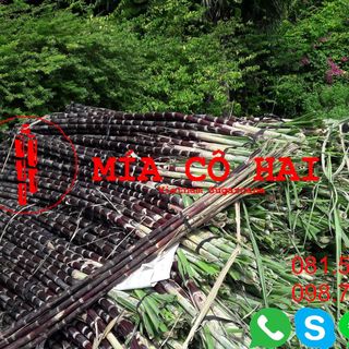 Mía Tím Nha Trang