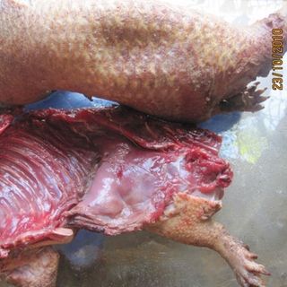 Thịt nhím