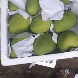 xoài cát chu