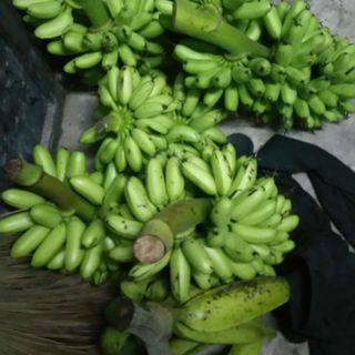 Chuối cau Rặt miền tây
