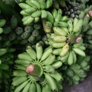 Chuối cau Rặt miền tây