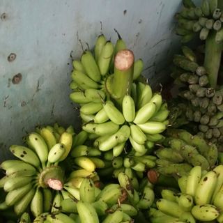 Chuối cau Rặt miền tây